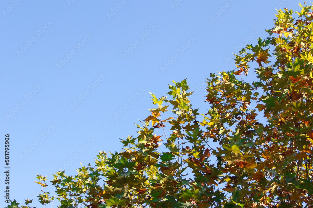 Autumn yellow and green maple leaves on a blue sky background Autumn yellow and green maple leaves on a blue sky background