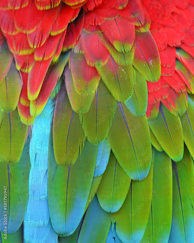 Scarlet Macaw feathers Scarlet Macaw feathers