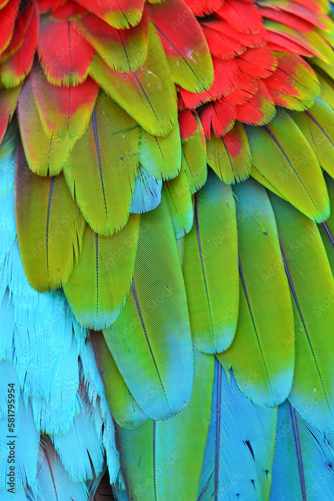 Obraz premium Macaw feathers