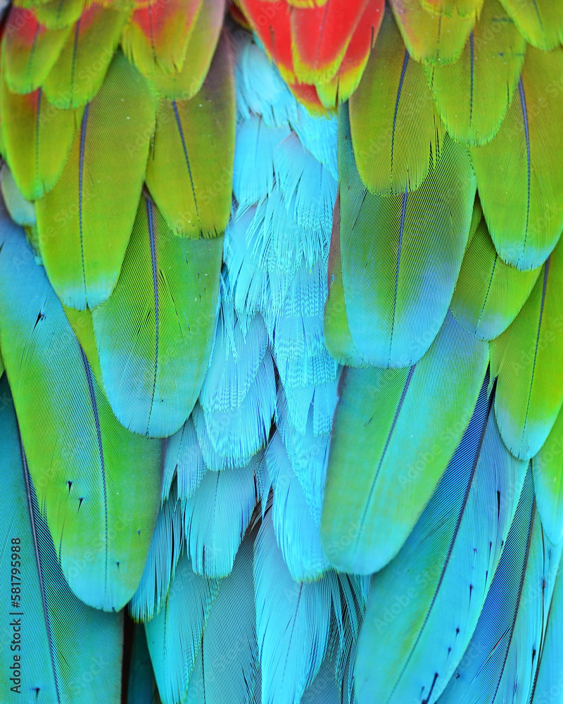 Obraz premium Scarlet Macaw feathers