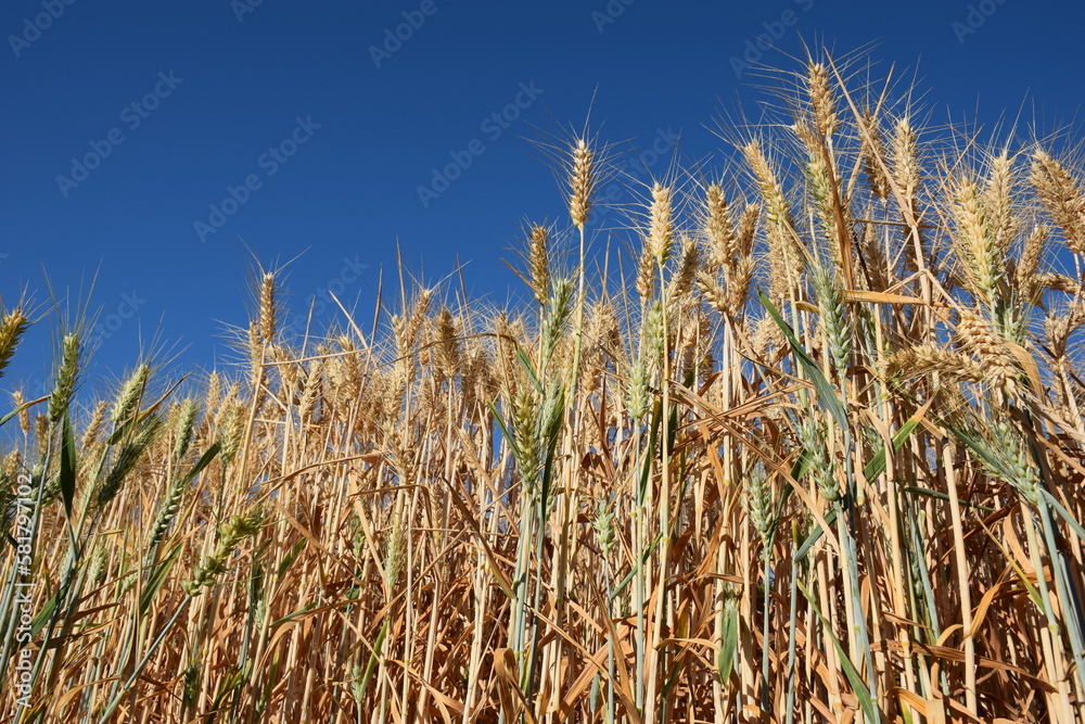 Obraz premium golden wheat field