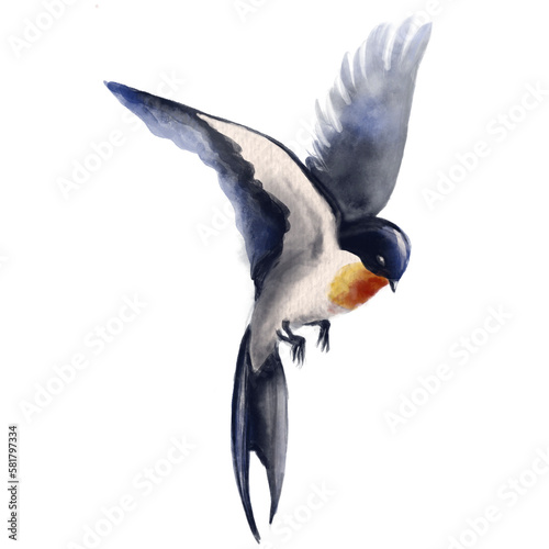 Flying swallow