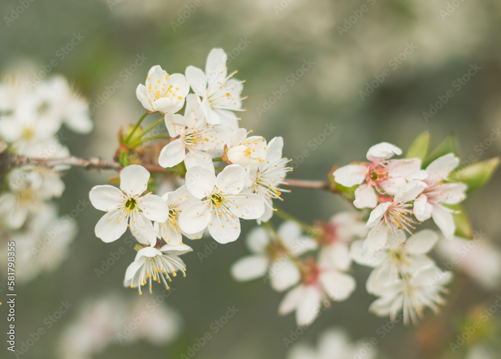 white flowers in the garden. blooming trees in spring. Nature background. Waking of nature