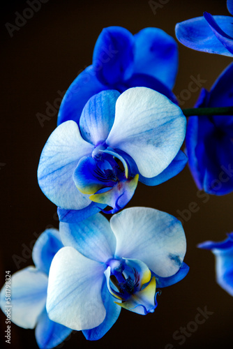Beautiful blue orchid with small yellow parts, vertical 