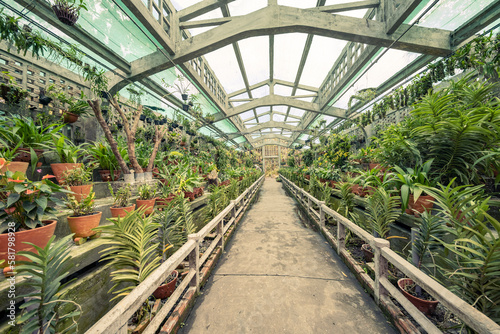 greenhouse with plants