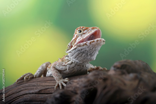 Bearded dragon on the branch wood
