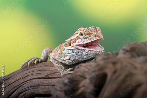 Bearded dragon on the branch