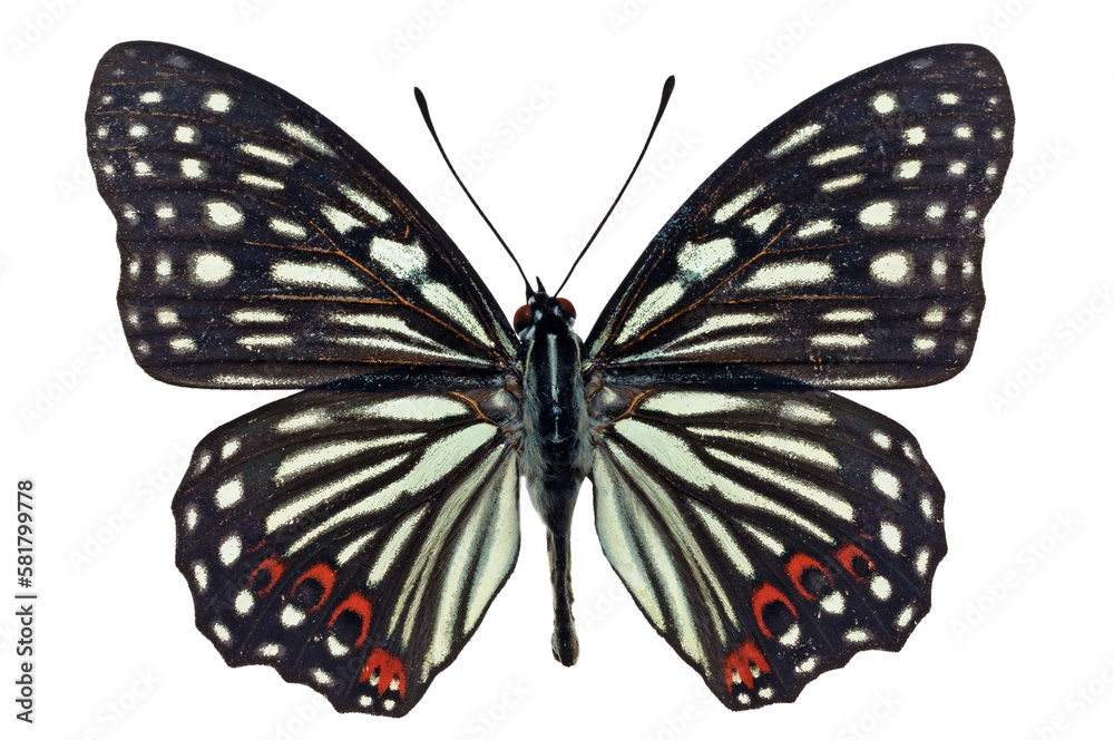 Fototapeta premium Painted Courtesan butterfly