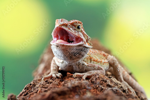 Bearded dragon on the branch wood