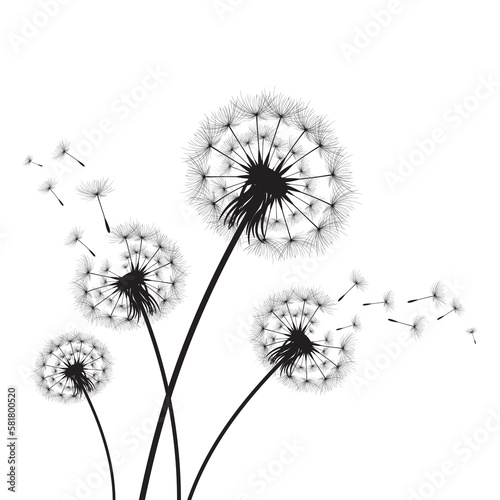 Vector illustration dandelion time. Black Dandelion seeds blowing in the wind. The wind inflates a dandelion isolated on white background.