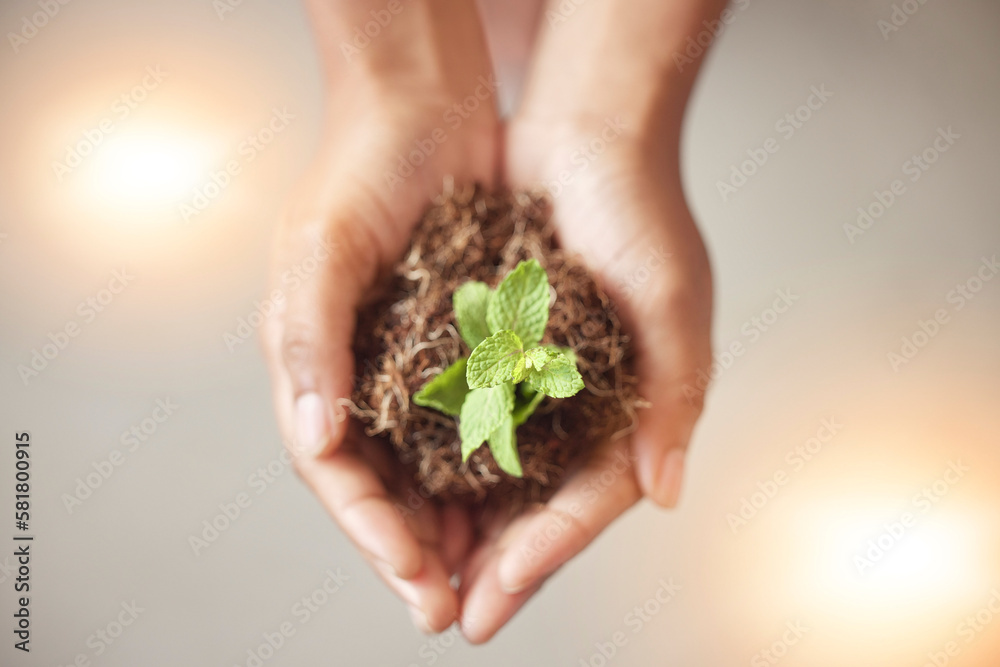 Fototapeta premium Environment, earth day or hands with plant for sustainability, agriculture or natural growth top view. Carbon capture goals, accountability or zoom of soil dirt for future green leaves development