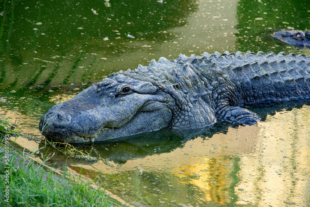 Big crocodile in green water, wildlife concept Big crocodile in green water, wildlife concept