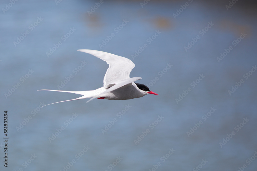 Arctic Tern in Iceland during fly, amazing fast bird,close up detail view, wildlife shooting in Iceland, travel photo tip, traveling over the world, Akranes Arctic Tern in Iceland during fly, amazing fast bird,close up detail view, wildlife shooting in Iceland, travel photo tip, traveling over the world, Akranes