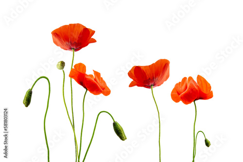 Close up of red poppies isolated on transparent background