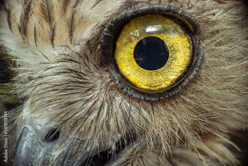 close-up eyes of an owl bird