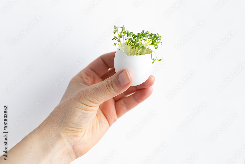 Growing microgreen in eggshell on windowsill. Hand with fresh micro greens, seedlings in egg tray. zero waste, recycling, eco green home. healthy food, vegetarianism. concept of spring, happy easter. Growing microgreen in eggshell on windowsill. Hand with fresh micro greens, seedlings in egg tray. zero waste, recycling, eco green home. healthy food, vegetarianism. concept of spring, happy easter.
