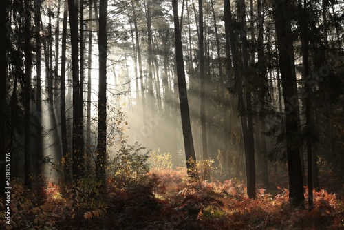 Sunrise in a misty coniferous forest in mid-September, Poland