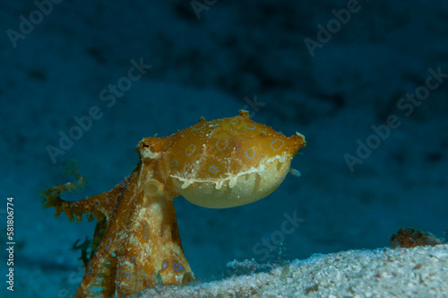 blue-ringed octopus moving on the sand