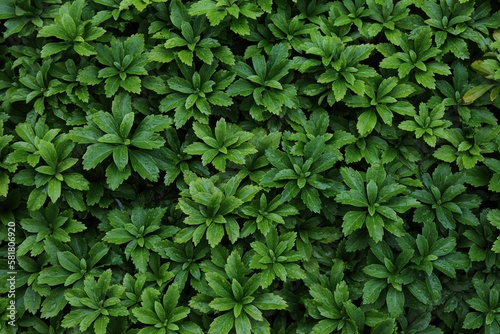 Green leaves background