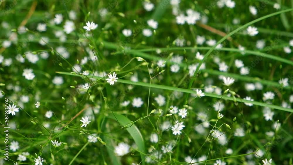 Stellaria graminea, grass leaved stitchwort, lesser stitchwort or grass like starwort with a blurred background of green leaves. Common Starwort In blooms in springtime grows in rural field and meadow Stellaria graminea, grass leaved stitchwort, lesser stitchwort or grass like starwort with a blurred background of green leaves. Common Starwort In blooms in springtime grows in rural field and meadow
