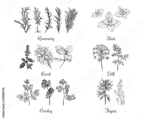 Collection of herbs vector illustration. Set of herbs
