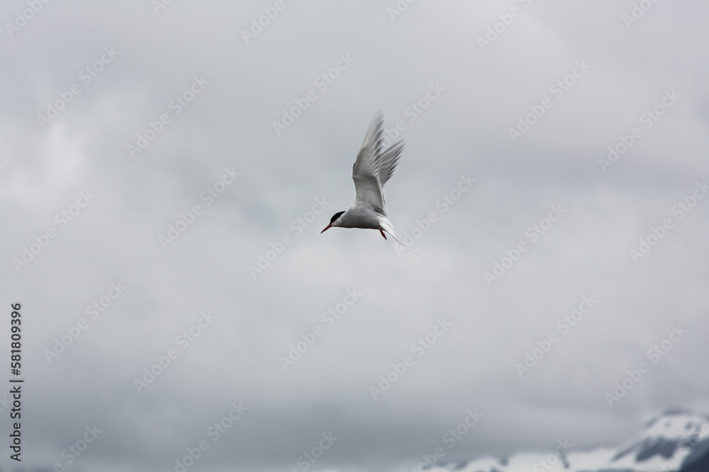 Obraz premium Arctic Tern in Iceland during fly, amazing fast bird,close up detail view, wildlife shooting in Iceland, travel photo tip, traveling over the world, Akranes