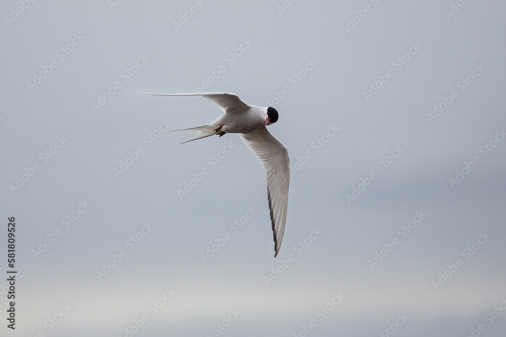 Fototapeta premium Arctic Tern in Iceland during fly, amazing fast bird,close up detail view, wildlife shooting in Iceland, travel photo tip, traveling over the world, Akranes 
