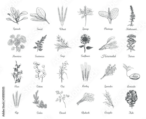 Collection of herbs and plants vector illustration
