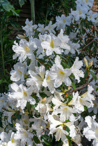 A fragrent shrub of Rhododendron veitchianum with its white funnel shaped flowers with frilly edges photo
