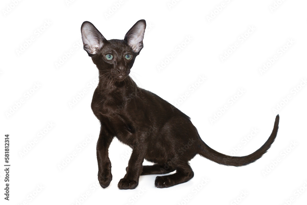 Funny and curious oriental kitten of chocolate color