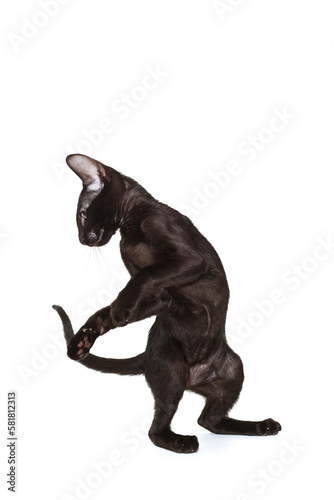 Black oriental kitten plays and dances