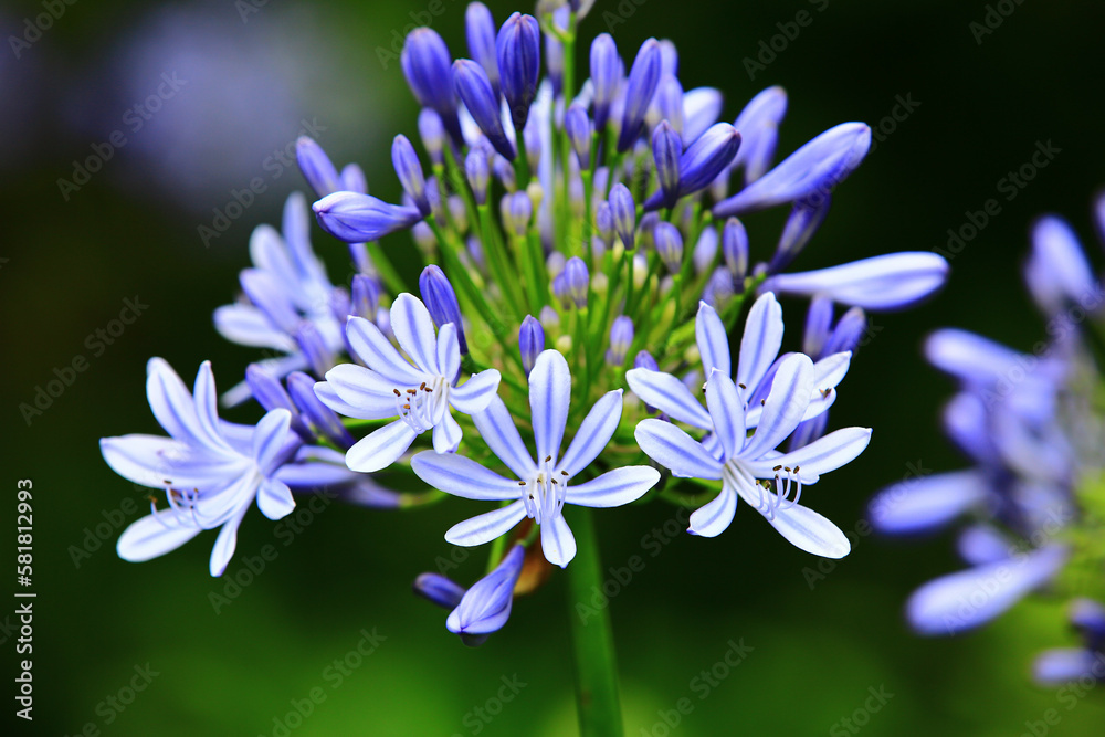 Lily of the Nile(African Lily) flowers,close-up of beautiful blue with white Lily flowers blooming in the garden
Lily of the Nile(African Lily) flowers,close-up of beautiful blue with white Lily flowers blooming in the garden