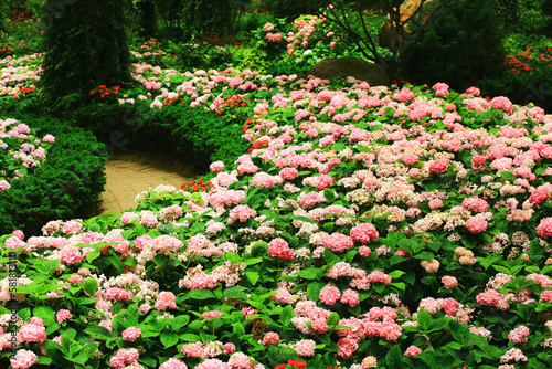 Fototapeta Naklejka Na Ścianę i Meble -  beautiful Garden scenery with blooming colorful Hydrangea flowers and Pathway 
