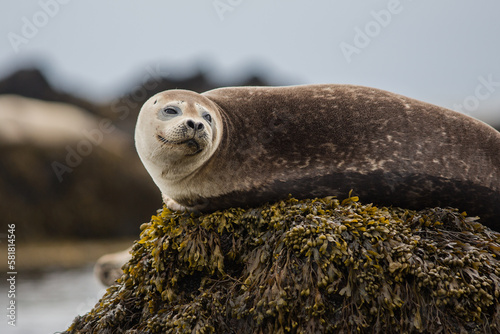 Hair, harbor seals,play and make show, amazing cute, sweet animals, close up view near a sea in Iceland- unbelievable country photo
