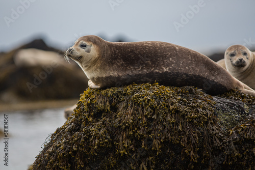 Hair, harbor seals,play and make show, amazing cute, sweet animals, close up view near a sea in Iceland- unbelievable country photo