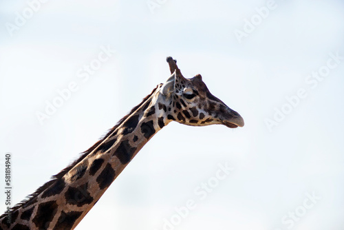 Neck and head of giraffe on white background isolated  © Yelena