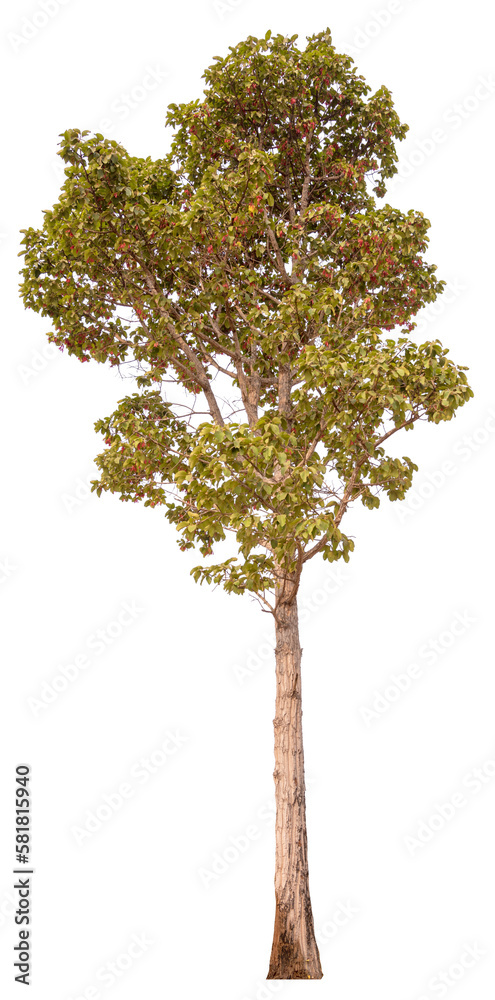 PNG tree transparent background, hight qaulity real tree soft light shooting