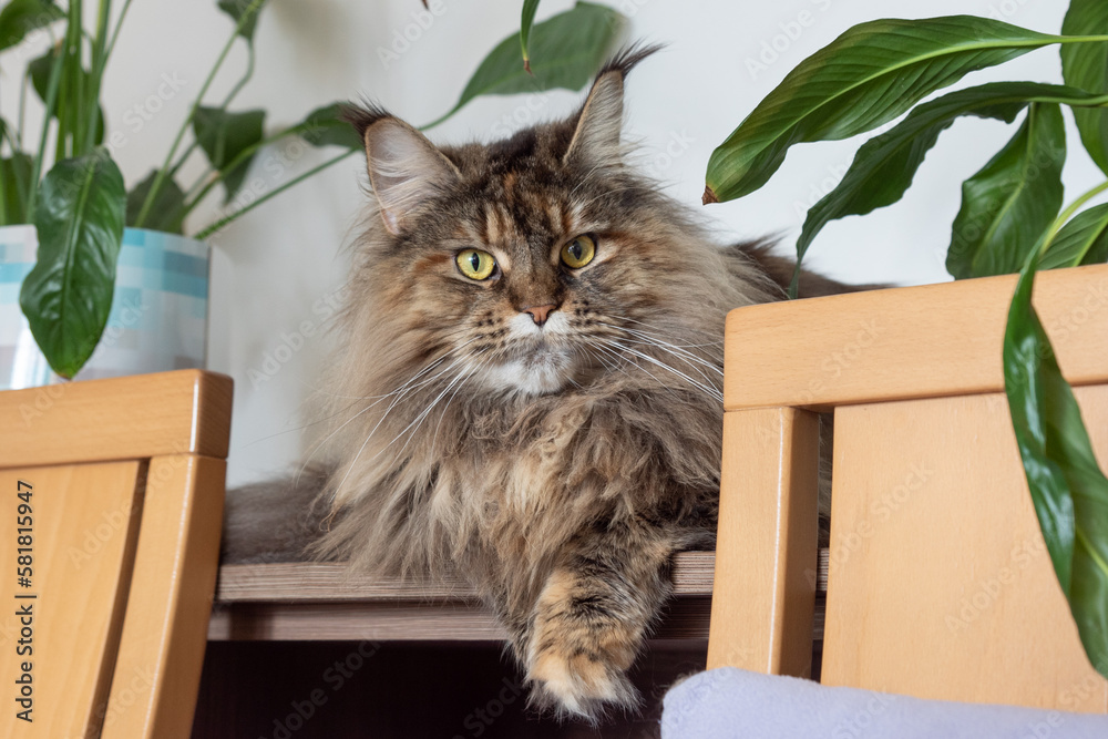 Cute furry Maine Coon cat with yellow-green eyes and long beige-brown fur. Close up portrait, shadow depth. Large domestic long-hair breed, dense coat and ruff along chest. Front view. Green leaves.
