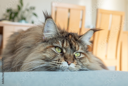 Cute furry Maine Coon cat with yellow-green eyes and long beige-brown fur. Close up portrait, shadow depth. Large domestic long-hair breed, dense coat and ruff along chest. Front view. Lying on blue.