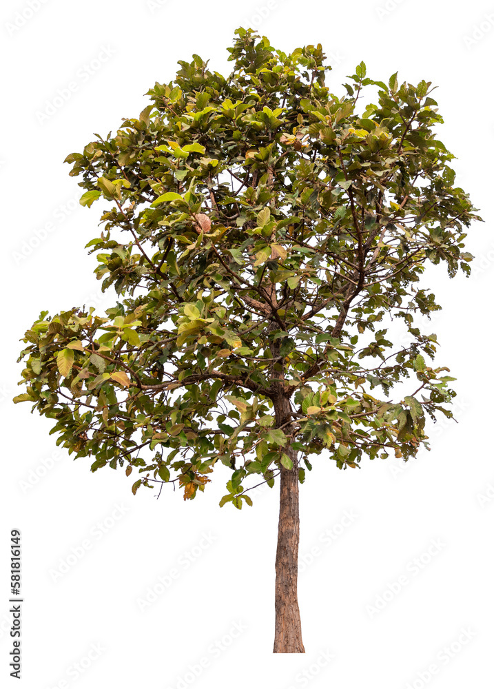 PNG tree transparent background, hight qaulity real tree soft light shooting