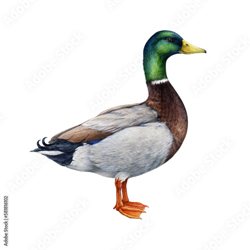 Fotografie Duck watercolor illustration