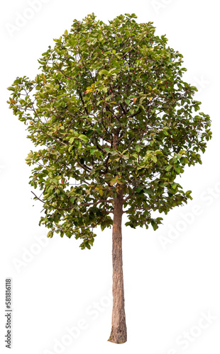 PNG tree transparent background  hight qaulity real tree soft light shooting