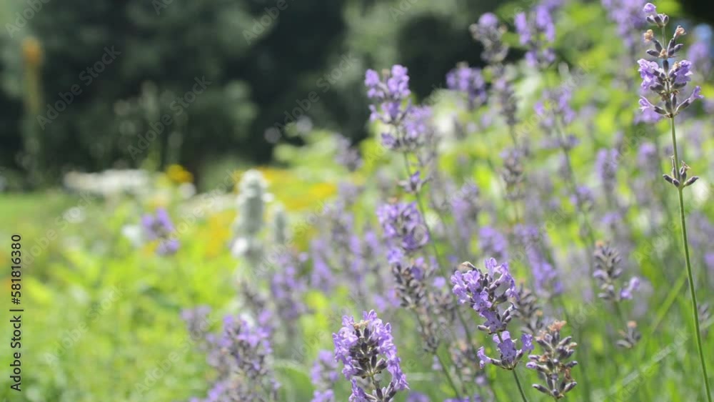 Close-up beautiful blooming Lavender Flowers. Close-up beautiful blooming Lavender Flowers.