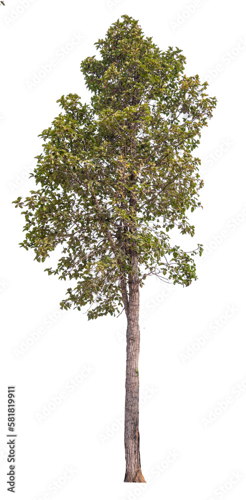 PNG tree transparent background, hight qaulity real tree soft light shooting PNG tree transparent background, hight qaulity real tree soft light shooting