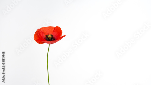 Fototapeta Naklejka Na Ścianę i Meble -  red poppy isolated on white