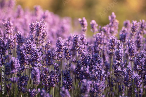 Blooming Lavender Flowers in a Provence Field Under Sunset Rays. Soft Focused Purple Lavender Flowers. Summer Scene Background.