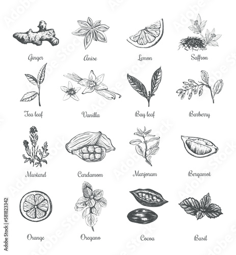 Spices and herbs vector illustration 