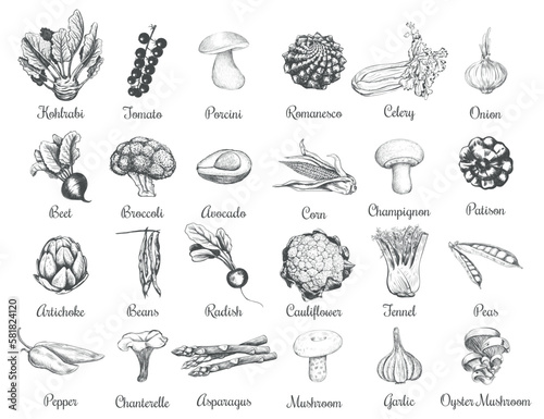 Collection of sketches of vegetables. 