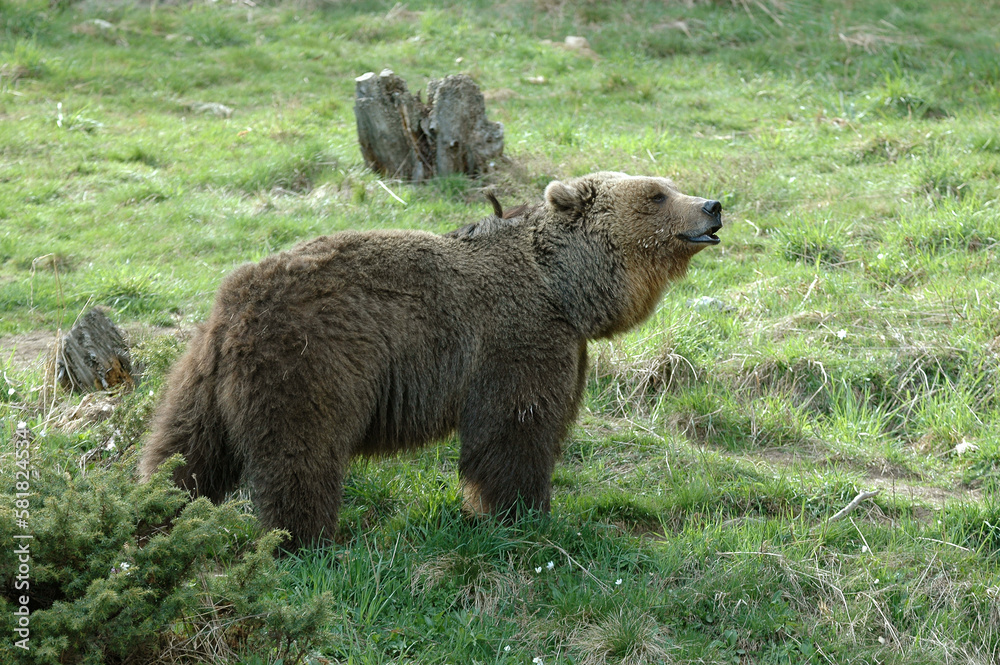 Fototapeta premium Ours brun, Ursus arctos