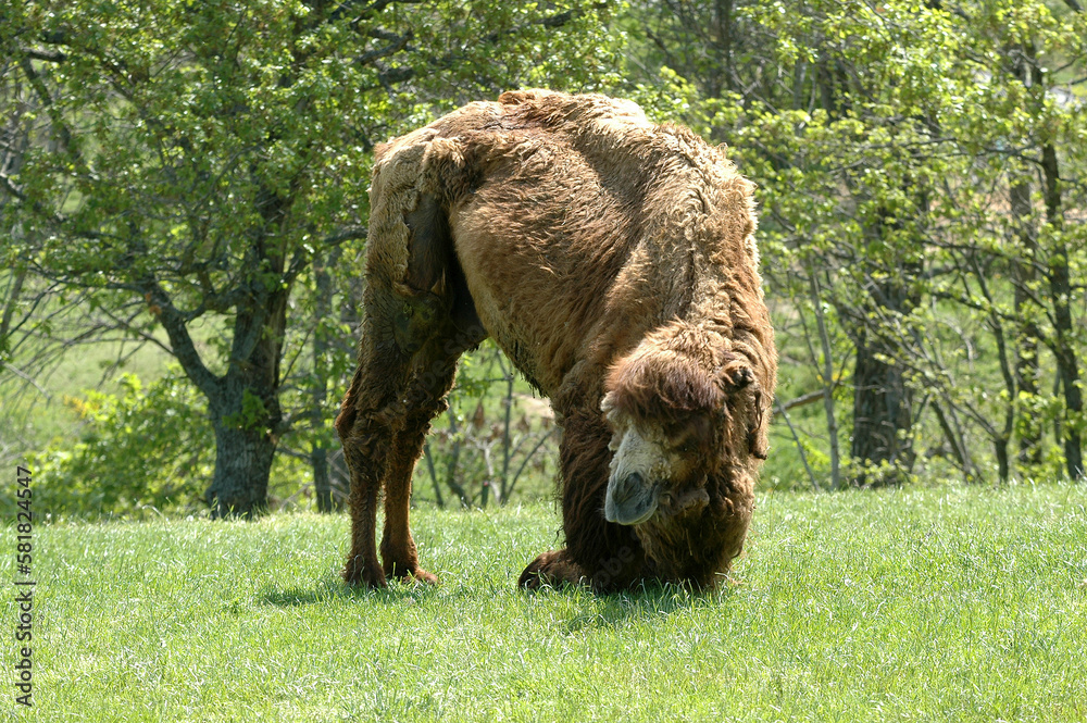 Dromadaire, Camelus dromedarius